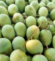 20KG হিমসাগর আম (সরাসরী সাতক্ষীরার বাগান থেকে)